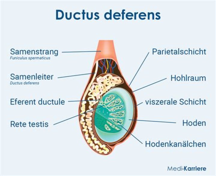 Who was vas deferens?