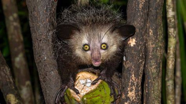 Why are aye ayes bad luck?