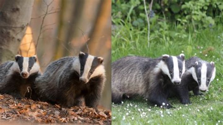 Why are badgers culled?