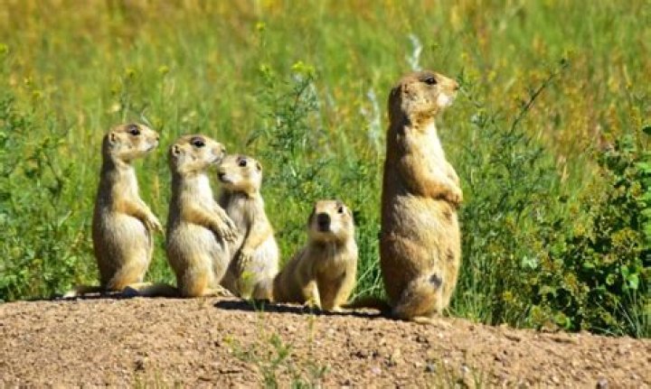 Why are black-tailed prairie dogs endangered?