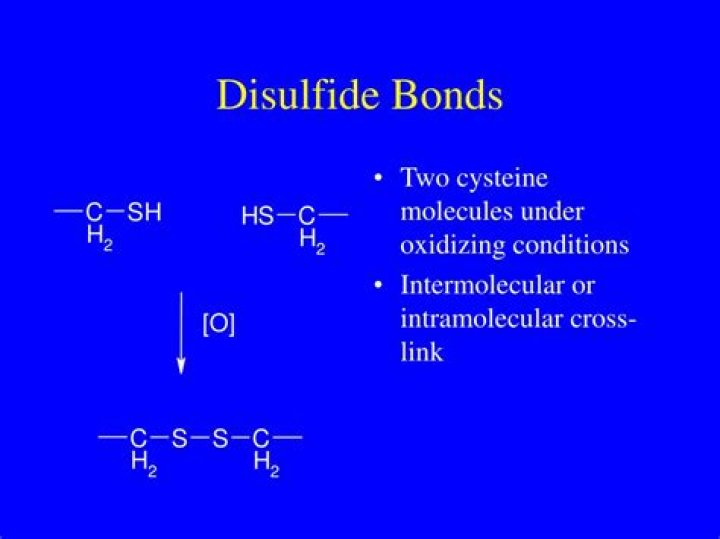 Why are disulfide bonds important?