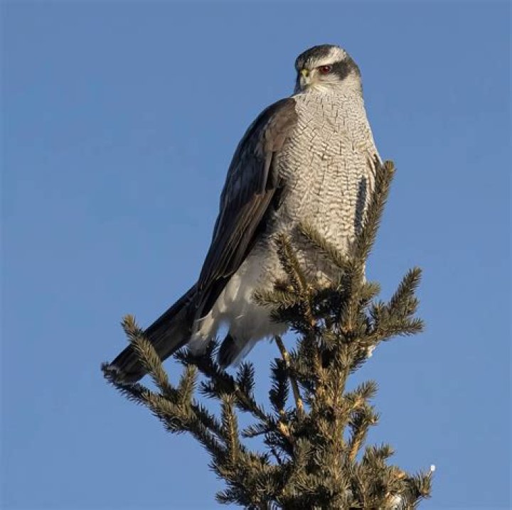 Why are goshawk important?