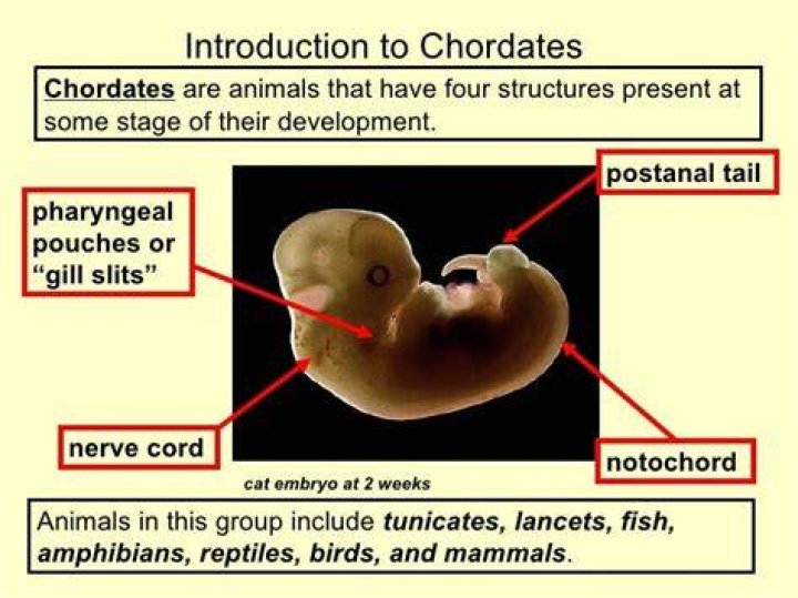 Why are humans chordates?