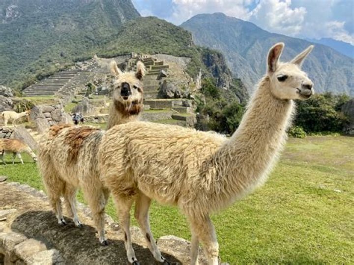 Why are llamas important in peru?