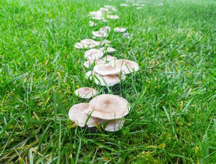 Why are mushrooms killing my grass?