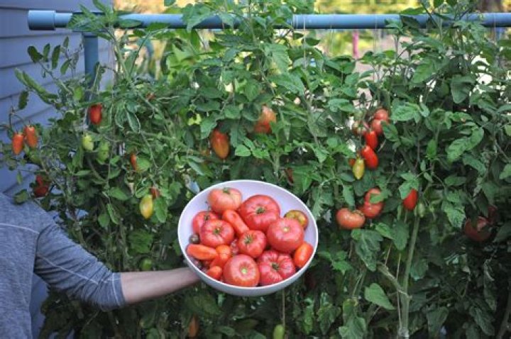 Why are my tomatoes going rotten on the bottom?