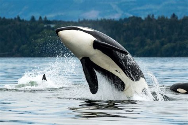 Why are orca whales endangered?
