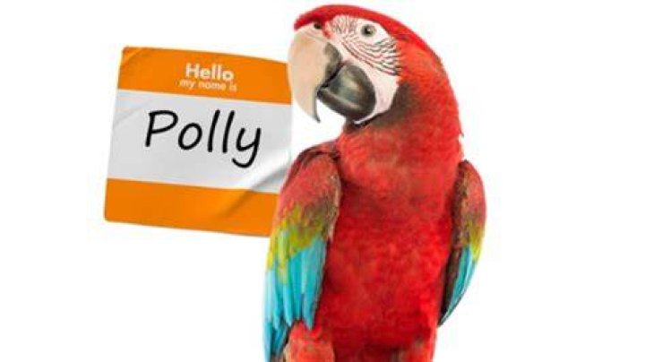 Why are parrots called polly?