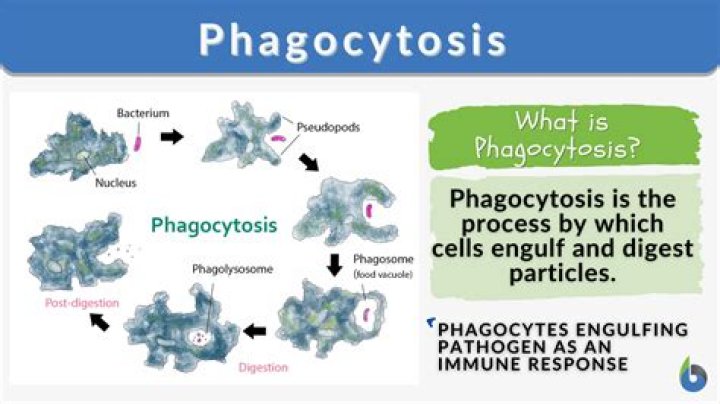 Why are phagocytes important?