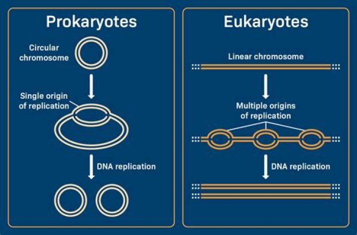 Why are prokaryotes not monophyletic?