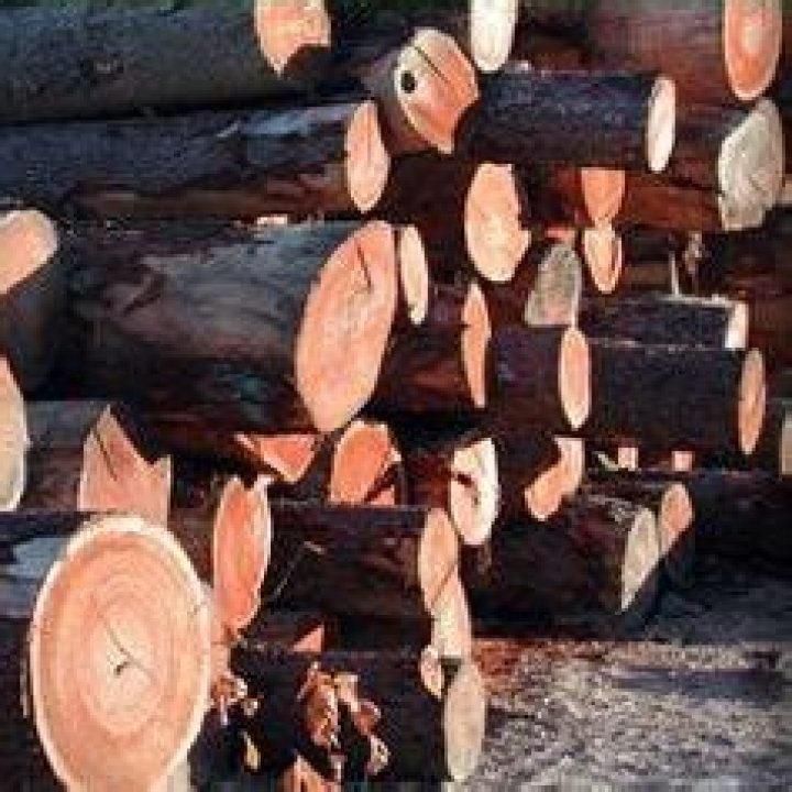 Why are sawmills closing?