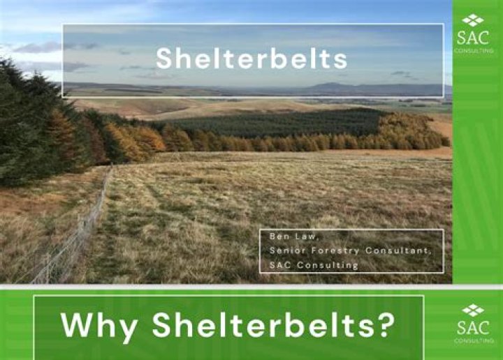 Why are shelterbelts grown?