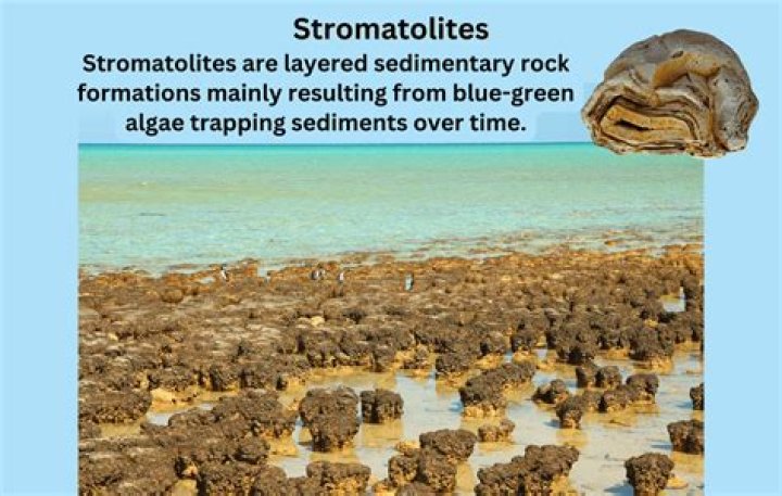 Why are stromatolites important?