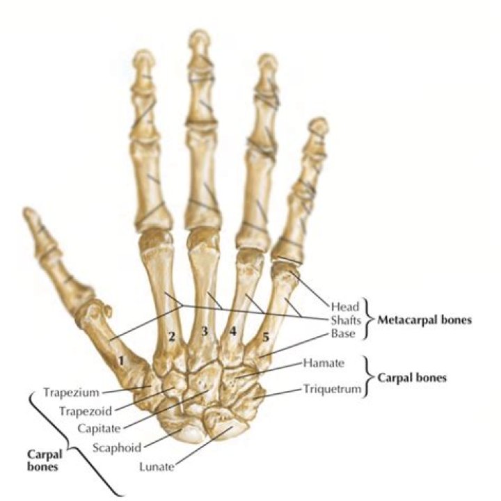 Why are the metacarpals important?