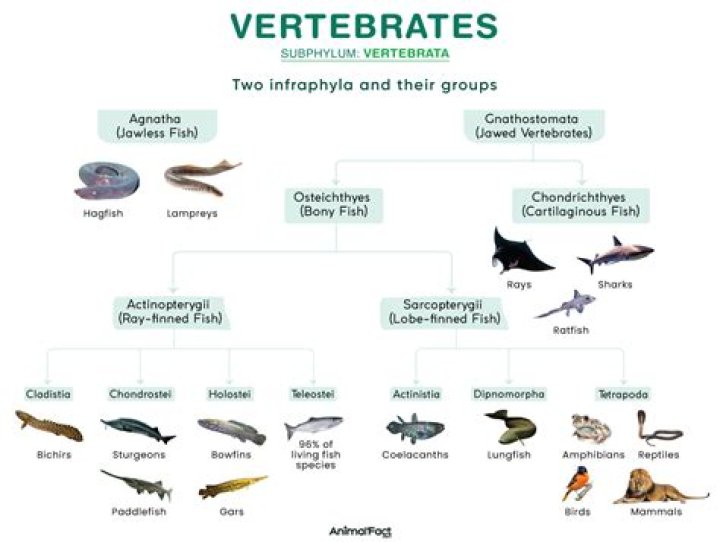 Why are vertebrates also called craniates?