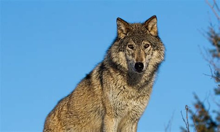Why are wolves endangered?