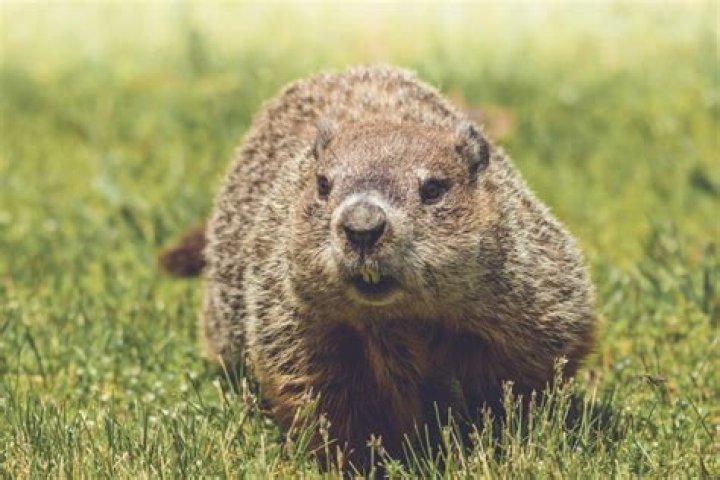 Why are woodchucks called whistle pigs?