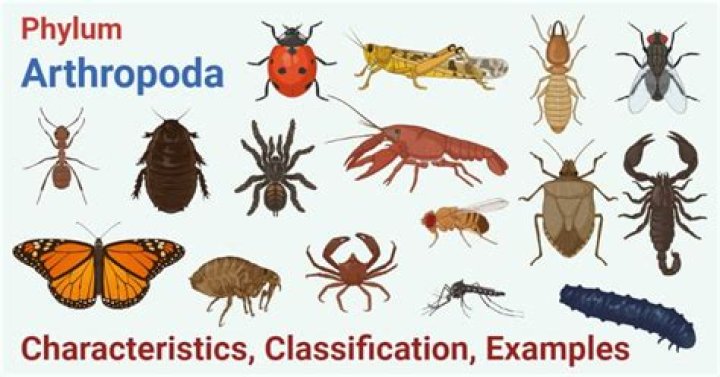 Why arthropoda is the largest phylum?