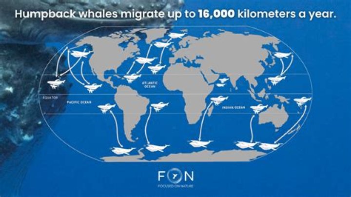 Why baleen whale migration?