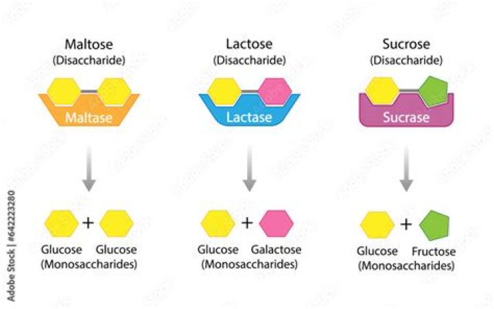 Why can't lactase break down sucrose?