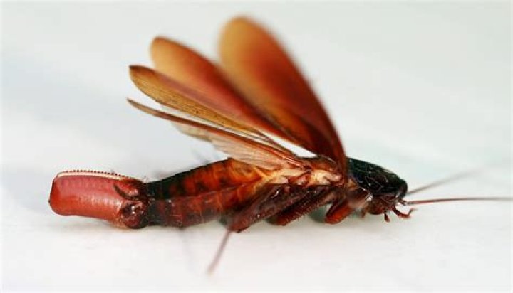 Why can cockroaches fly?