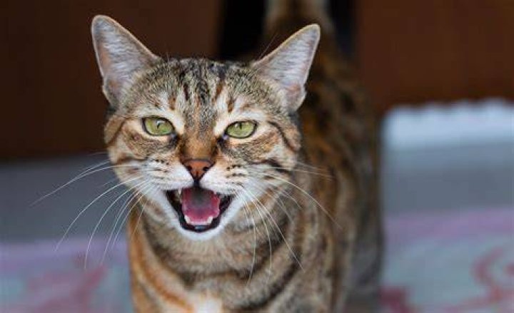 Why cat meows a lot?