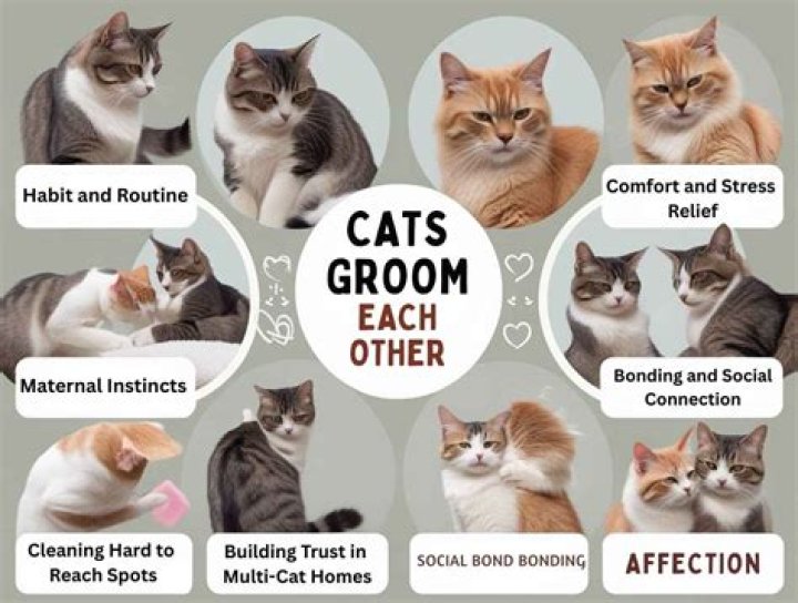 Why cats groom each other?