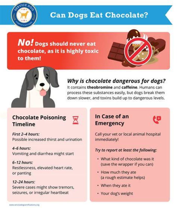Why chocolate is not good for dogs?