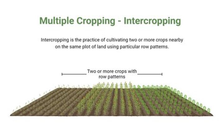 Why cropping pattern differ?