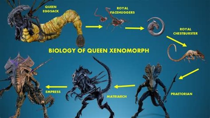 Why did the neomorph not attack david?