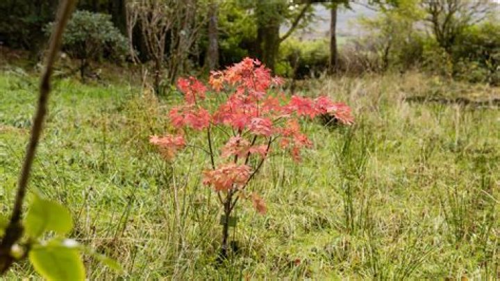 Why do acers die?