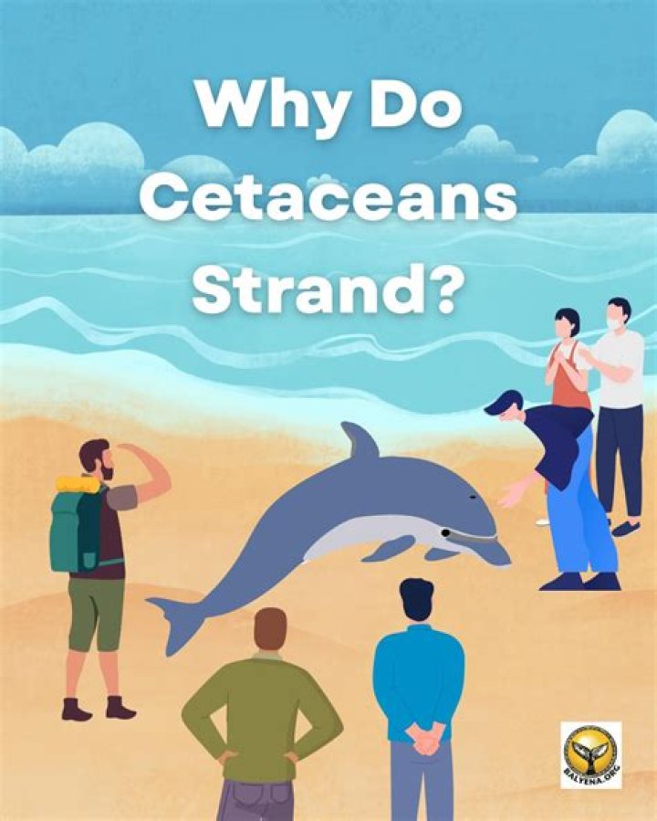 Why do cetaceans beach themselves?