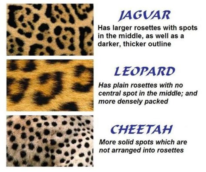 Why do cheetahs have spots?
