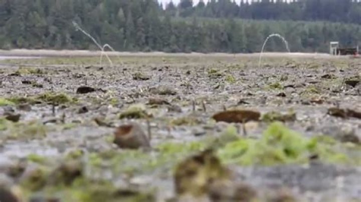 Why do geoducks squirt water?