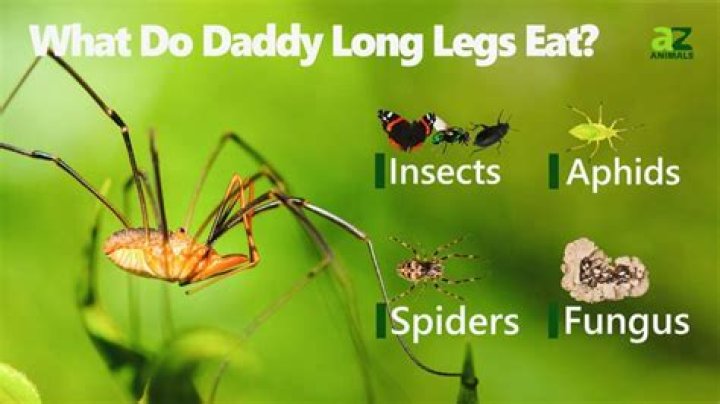 Why do granddaddy long legs cluster together?
