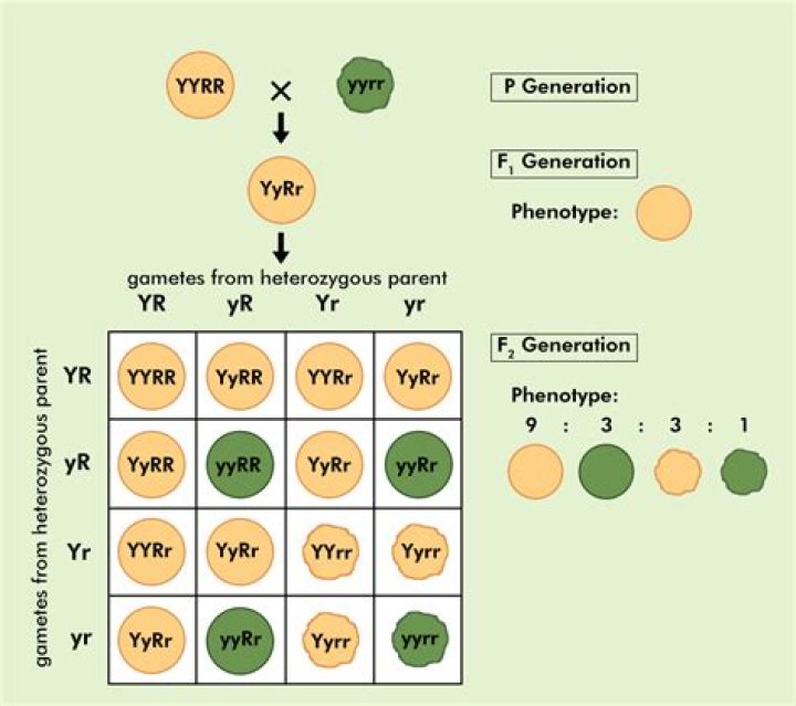 Why do heterozygotes have an advantage?