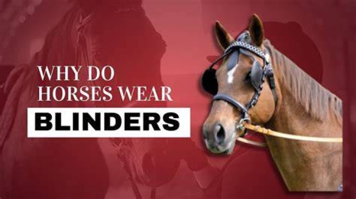 Why do horses wear winkers?