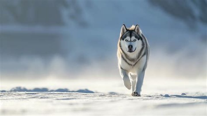 Why do huskies run away?