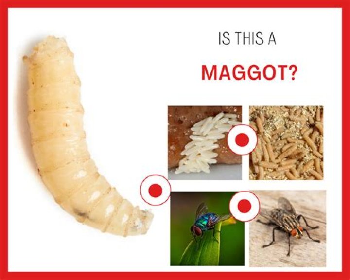 Why do i have maggots?