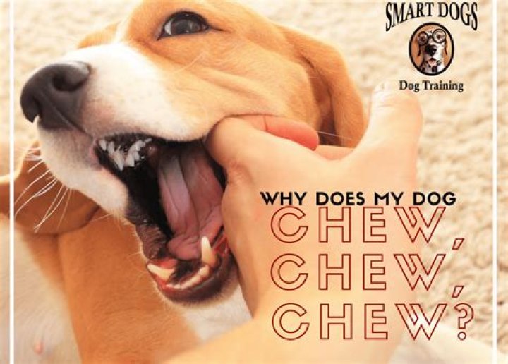 Why do puppies mouthing?