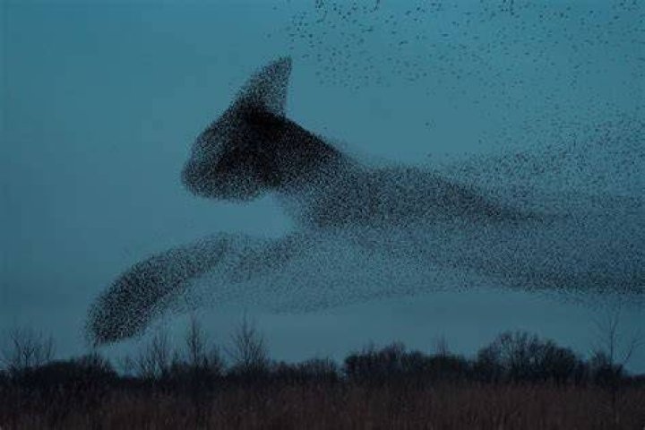 Why do starlings fight?