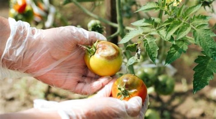 Why do tomatoes get blight?