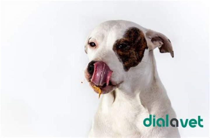 Why does my dog keep swallowing?