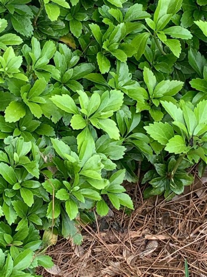 Why does pachysandra die?