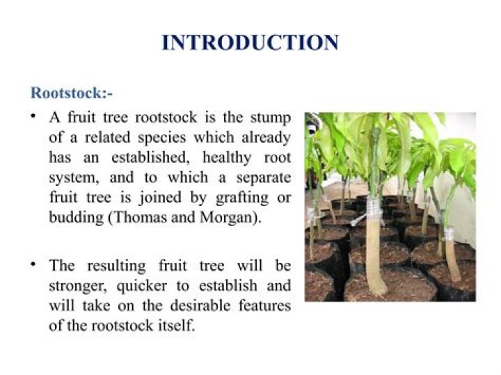 Why does rootstock mean?