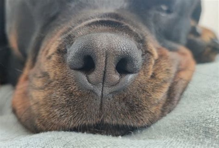 Why dog buries nose when sleeping?