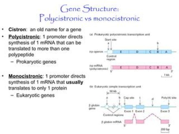 Why don't eukaryotes use polycistronic mrna?