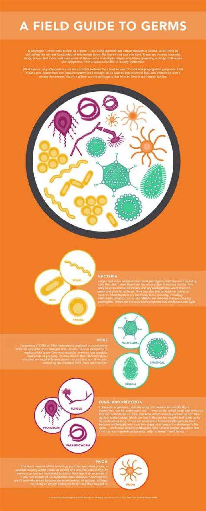 Why germs are good for you?