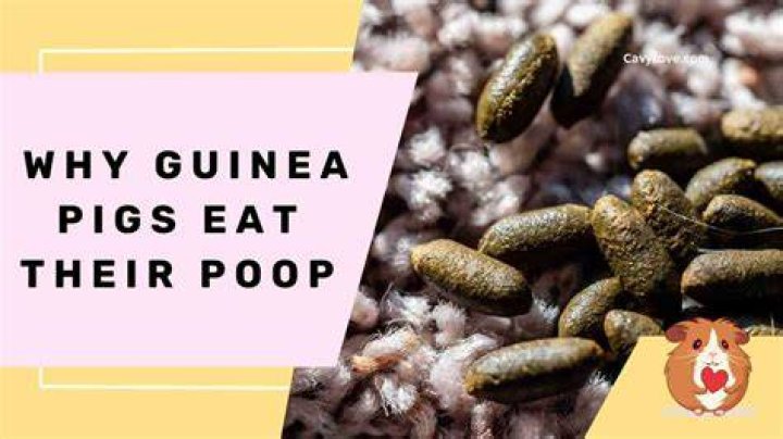 Why guinea pigs eat their poop?