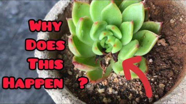 Why has my succulent turned brown?
